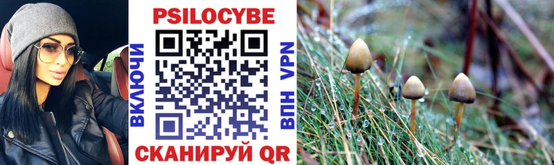 Псилоцибиновые грибы Psilocybine cubensis  Минеральные Воды 